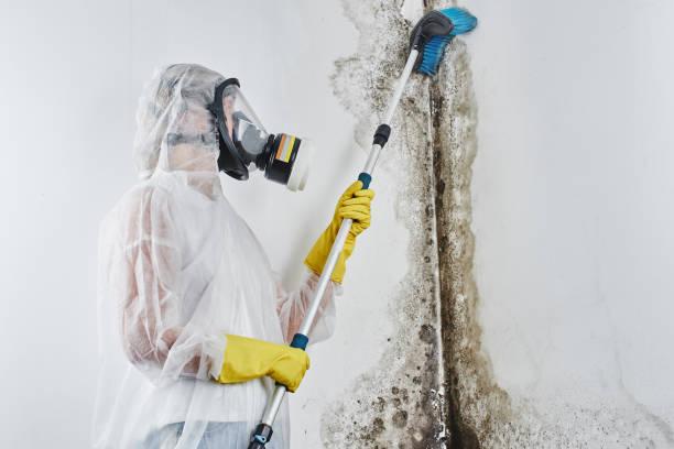 Best Toxic Mold Removal  in Flagstaff, AZ