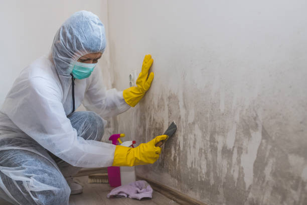 Best Mold Remediation  in Flagstaff, AZ