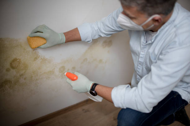 Best Mold Remediation  in Flagstaff, AZ