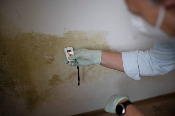 Best Commercial Mold Removal  in Flagstaff, AZ